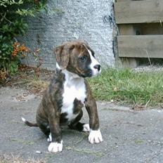 Amerikansk bulldog VBA´s Nelly