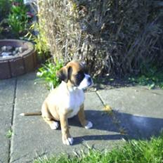 Boxer †Rudi† 28.8-09