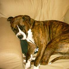 Amerikansk bulldog VBA´s Nelly