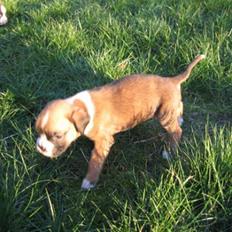 Boxer †Rudi† 28.8-09