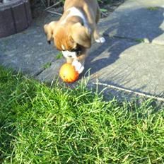 Boxer †Rudi† 28.8-09