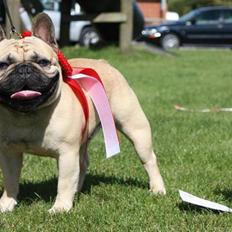 Fransk bulldog Boris