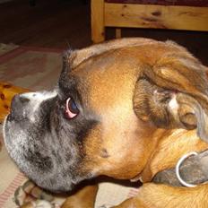 Boxer Balto