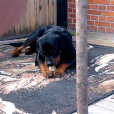 Rottweiler Snoopie