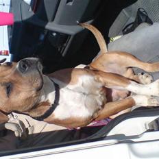 Staffordshire bull terrier Magic...stjålet=(