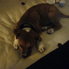 Staffordshire bull terrier Magic...stjålet=(