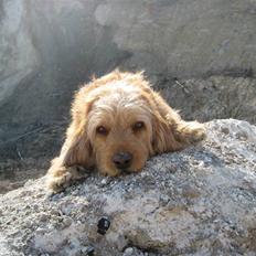 Basset fauve de bretagne Liva