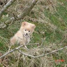 Pomeranian Coco - Prinsssen'<3