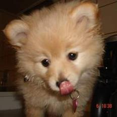 Pomeranian Coco - Prinsssen'<3