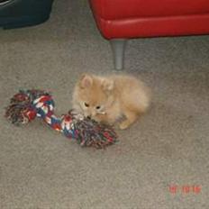 Pomeranian Coco - Prinsssen'<3