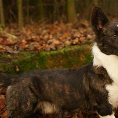 Welsh corgi cardigan Rassemanns Hot Gossep