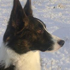 Welsh corgi cardigan Rassemanns Hot Gossep