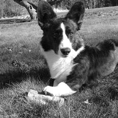 Welsh corgi cardigan Rassemanns Hot Gossep