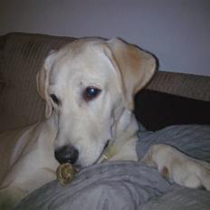 Labrador retriever Sascha *RIP*