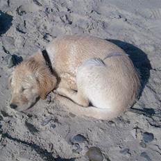 Labrador retriever Sascha *RIP*