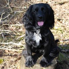 Blanding af racer Billy Bob