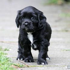 Blanding af racer Billy Bob