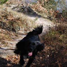 Blanding af racer Billy Bob