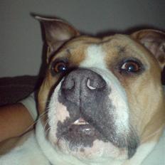 Amerikansk staffordshire terrier Tippe