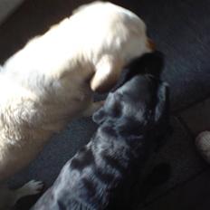 Labrador retriever malou - i himmelen