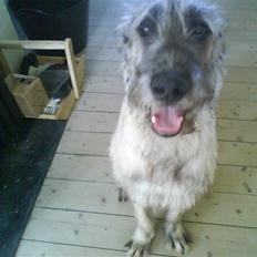 Irsk ulvehund Samson [R.I.P]