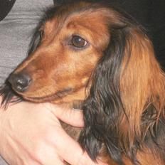 Dværggravhund Emma Himmelhund  