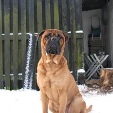 Bullmastiff Sofus