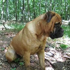 Bullmastiff Sofus