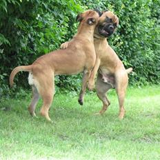 Bullmastiff Sofus
