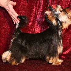 Yorkshire terrier Knight Rider of Padawi´s