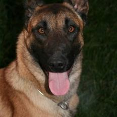 Malinois Vandalen's Iris