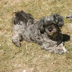 Lhasa apso Freja (tullermus)