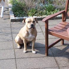 Amerikansk staffordshire terrier Bella