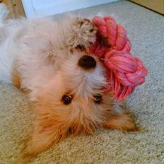 Blanding af racer Molly