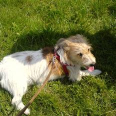 Blanding af racer Molly