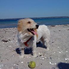 Blanding af racer Molly