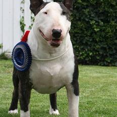 Bullterrier                       LEO