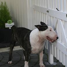 Bullterrier                       LEO