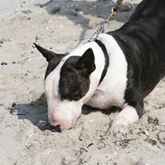 Bullterrier                       LEO