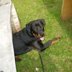 Rottweiler Shaykey