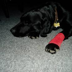 Labrador retriever Pelle