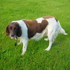 Kleiner münsterländer Sikka