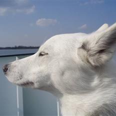 Blanding af racer Pure