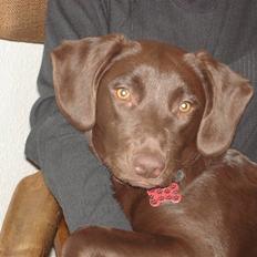 Blanding af racer Sif