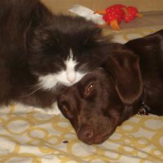 Blanding af racer Sif