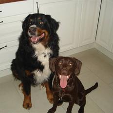 Blanding af racer Sif