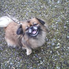 Tibetansk spaniel Iris
