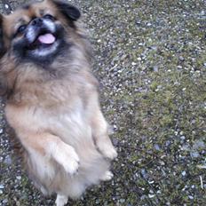 Tibetansk spaniel Iris