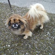 Tibetansk spaniel Iris