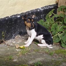 Dansk svensk gaardhund Sola